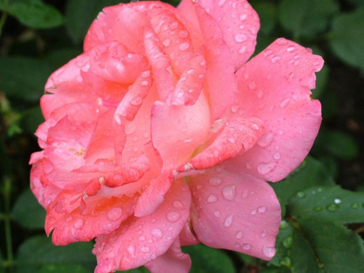 interesting-things-about-the-month-of-june-hubpages