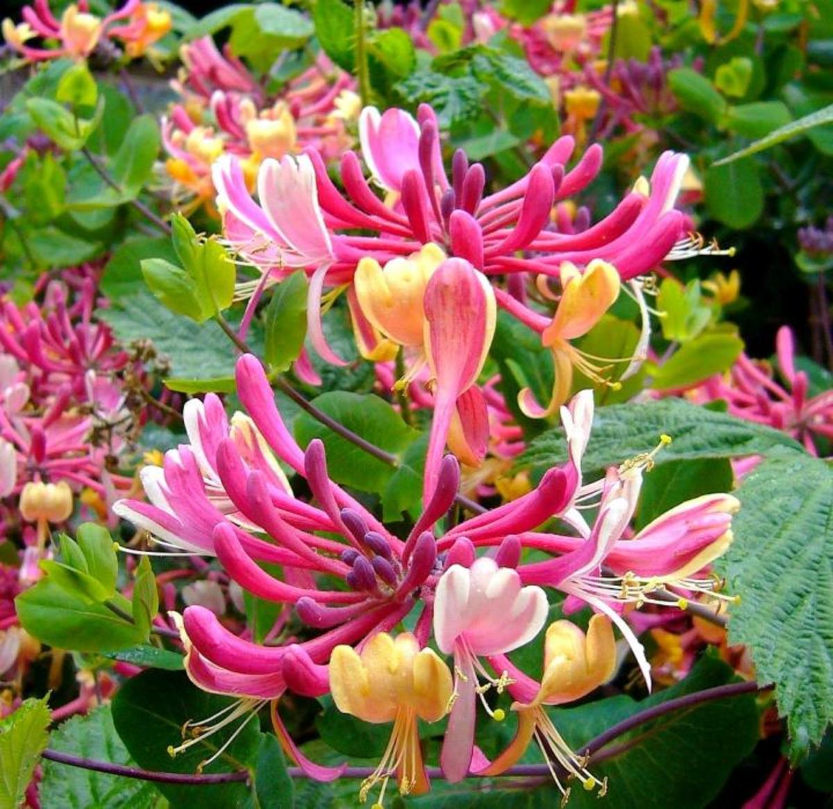 Honeysuckle is one of the flowers of June.