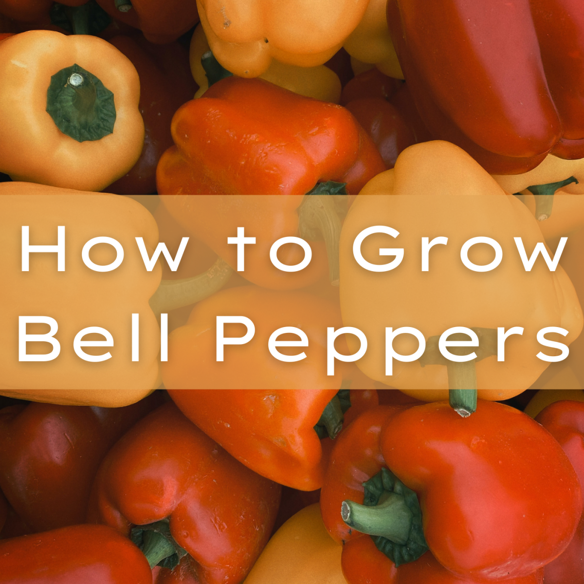 Learn how to grow different colored bell peppers.