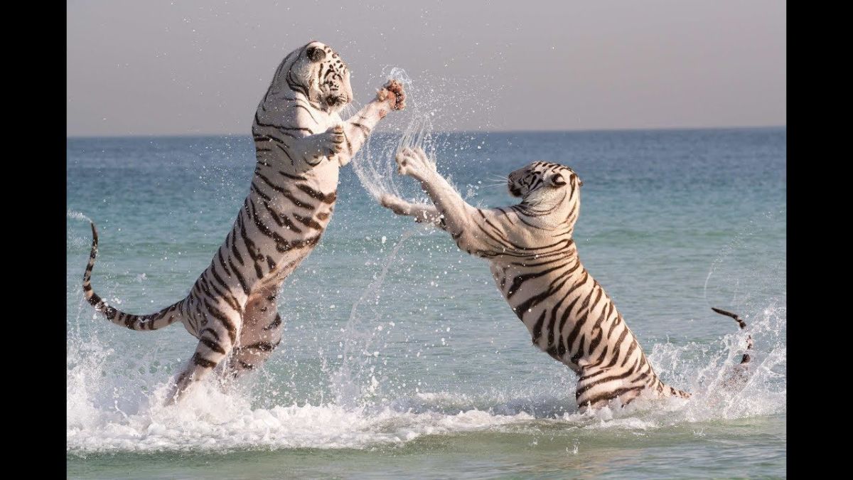 Fascinating Dubai Tigers Frolicking on the Beach HubPages