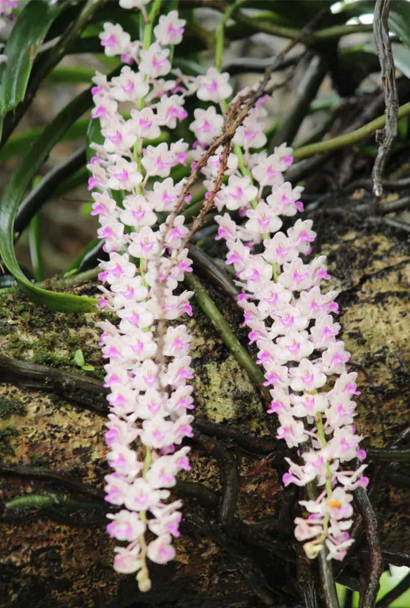 Foxtail orchid has inflorescence that resembles the tail of a fox.
