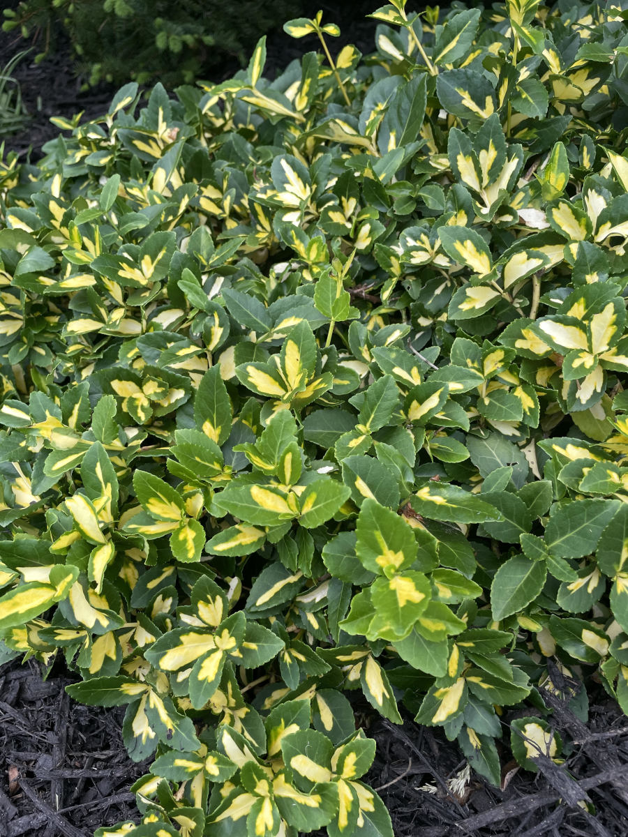 How to Grow Wintercreeper, an Evergreen Ground Cover