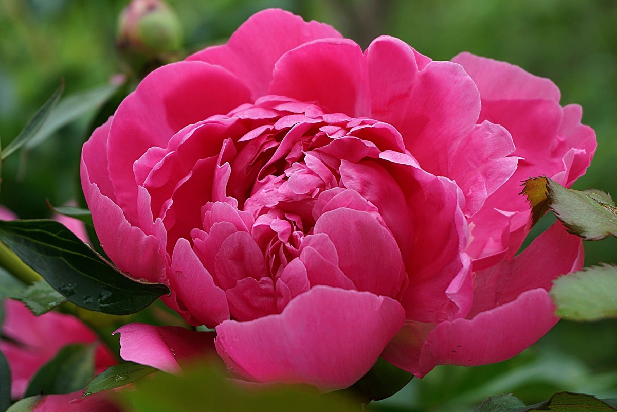 This guide will provide you with all the information you'll need to grow wonderful peonies. 
