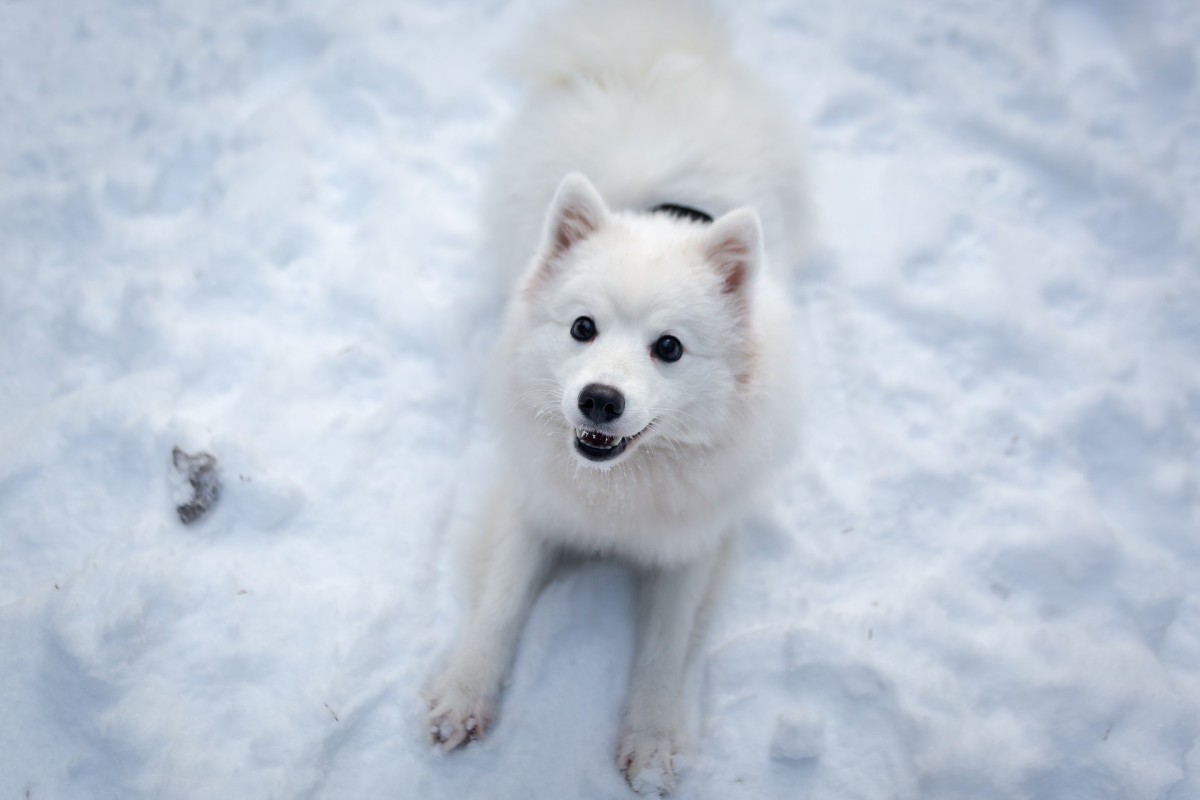 11 Dog Breeds That Look Like Pomeranians Pethelpful