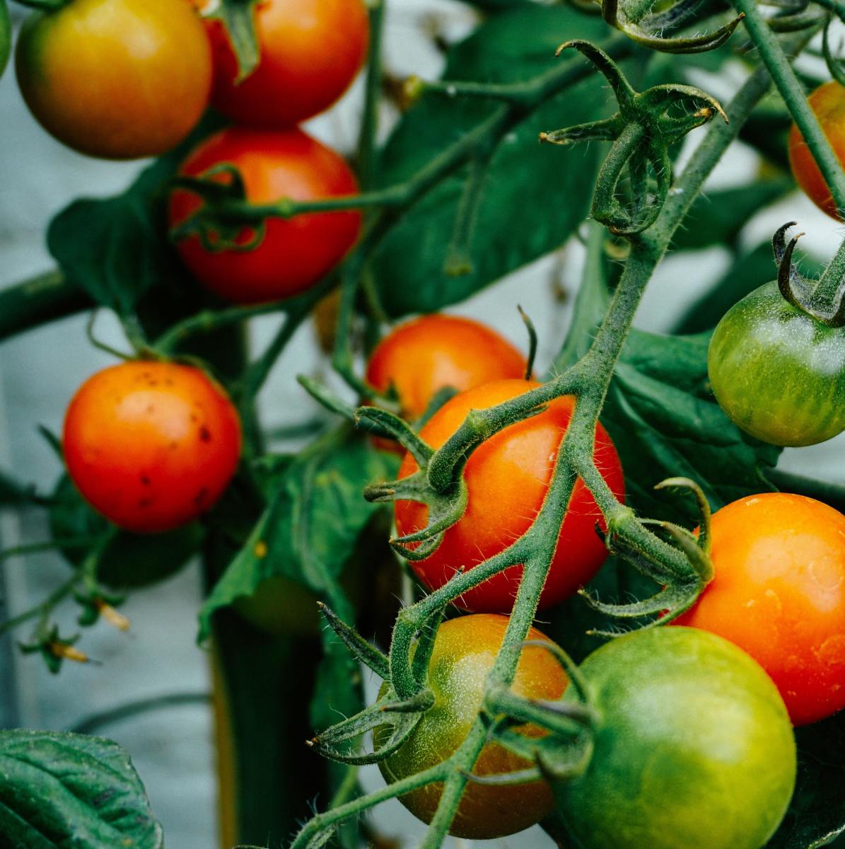 How to Get the Highest Yield and Best Flavor From Tomatoes