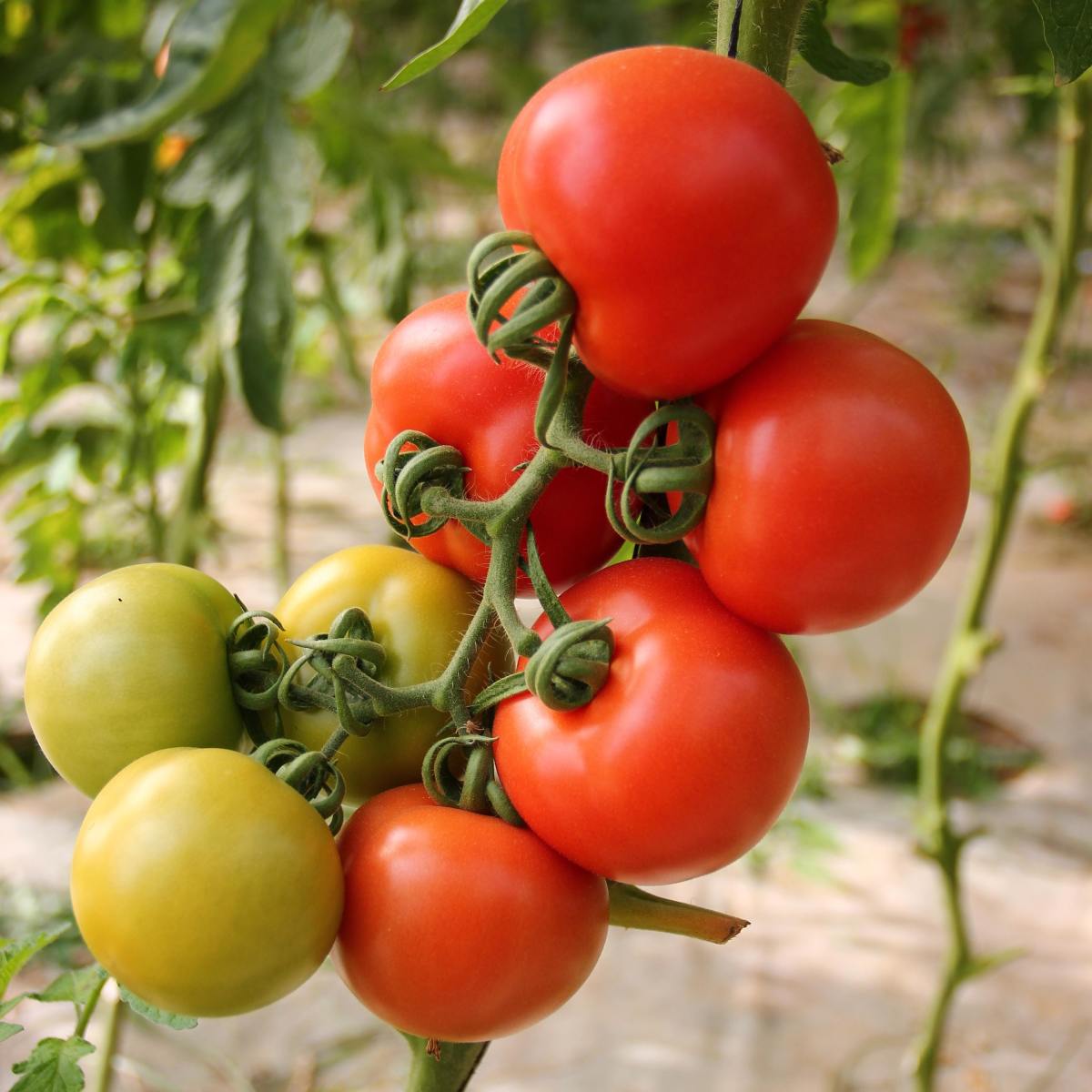 Letting your tomatoes ripen on the vine ensures that they get all the nutrients they need to provide the best flavor. 