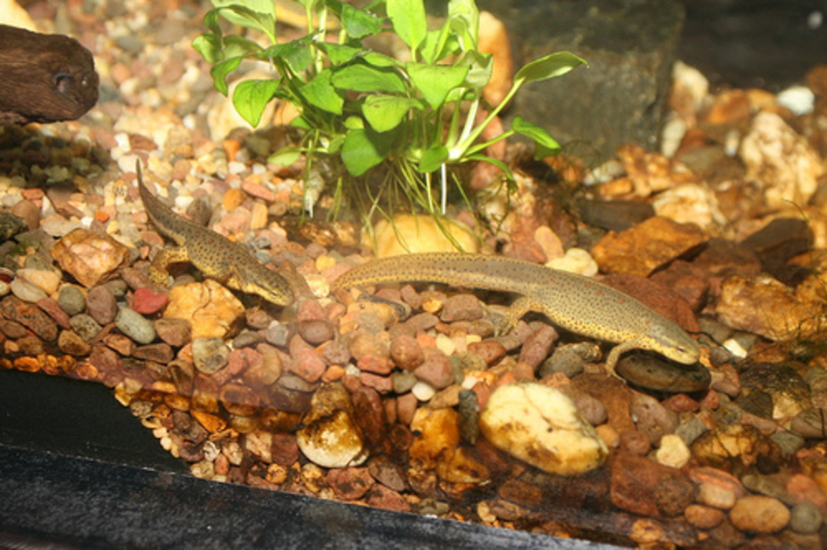 The Eastern Newt