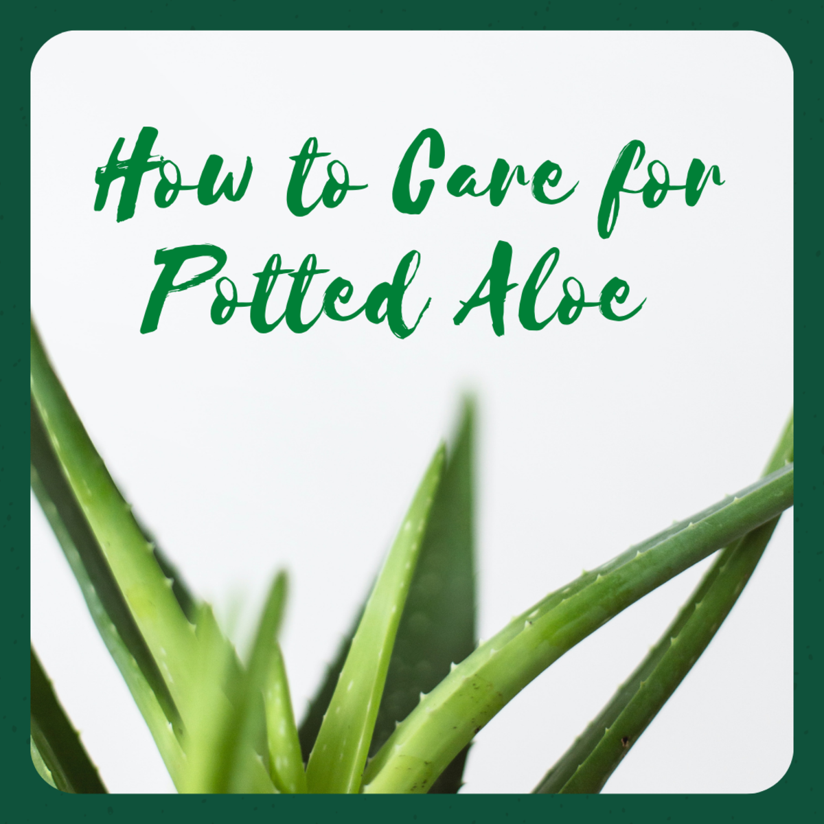 A complete guide to growing aloe in pots.