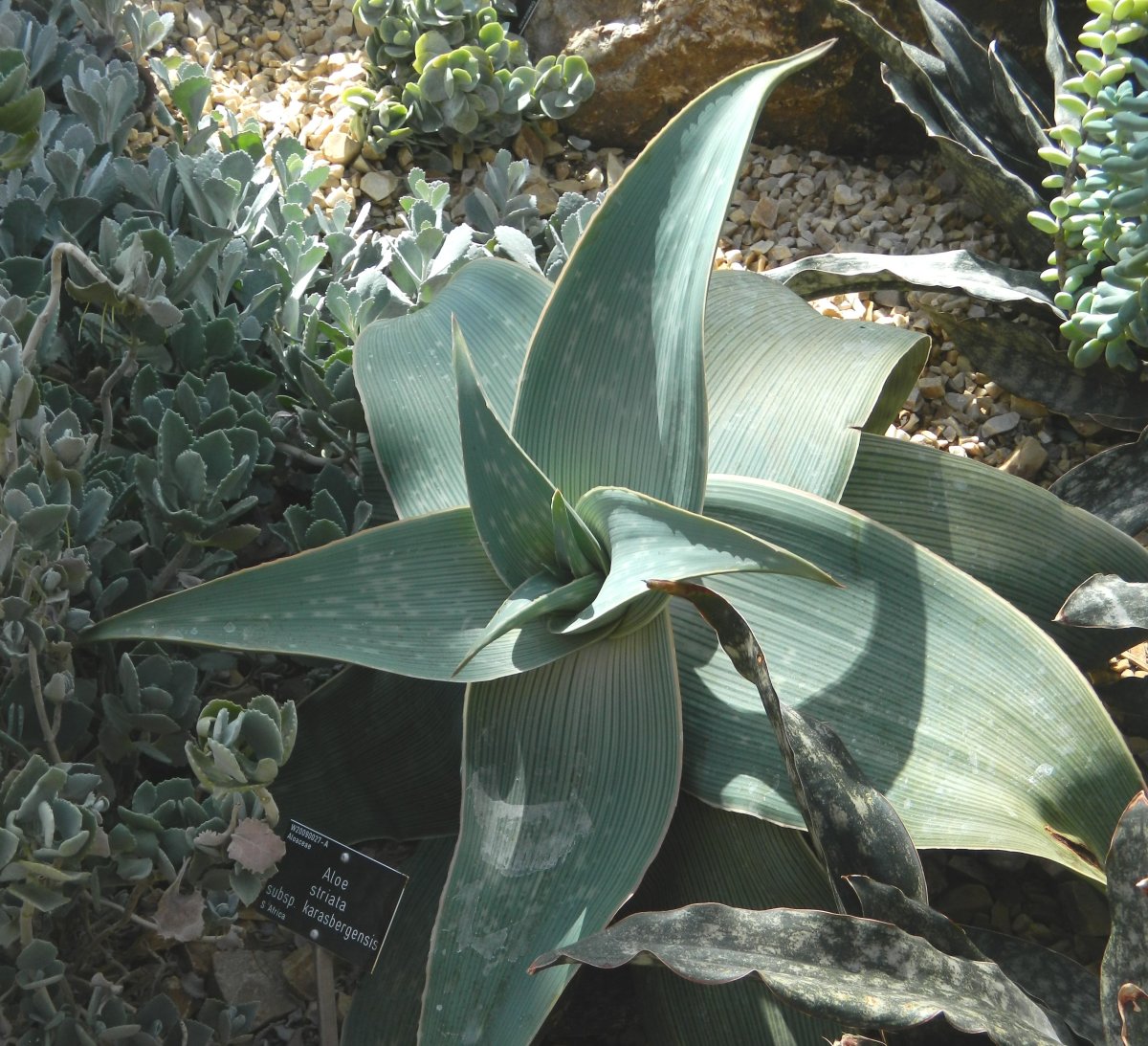 Aloe striata subsp. karasbergensis.