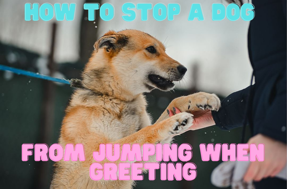 how-to-stop-a-dog-from-jumping-when-greeting