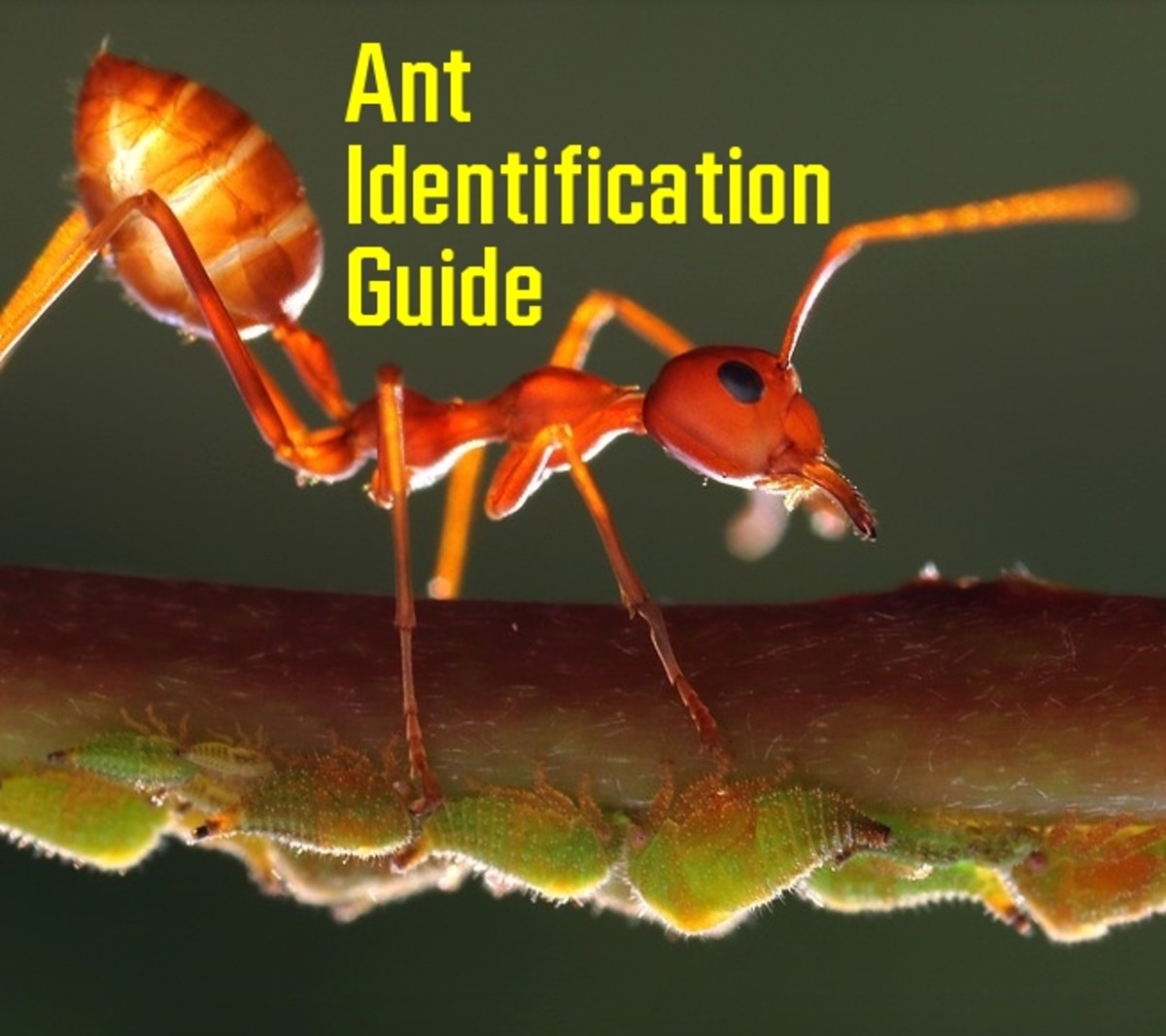 Ants are fascinating insects.