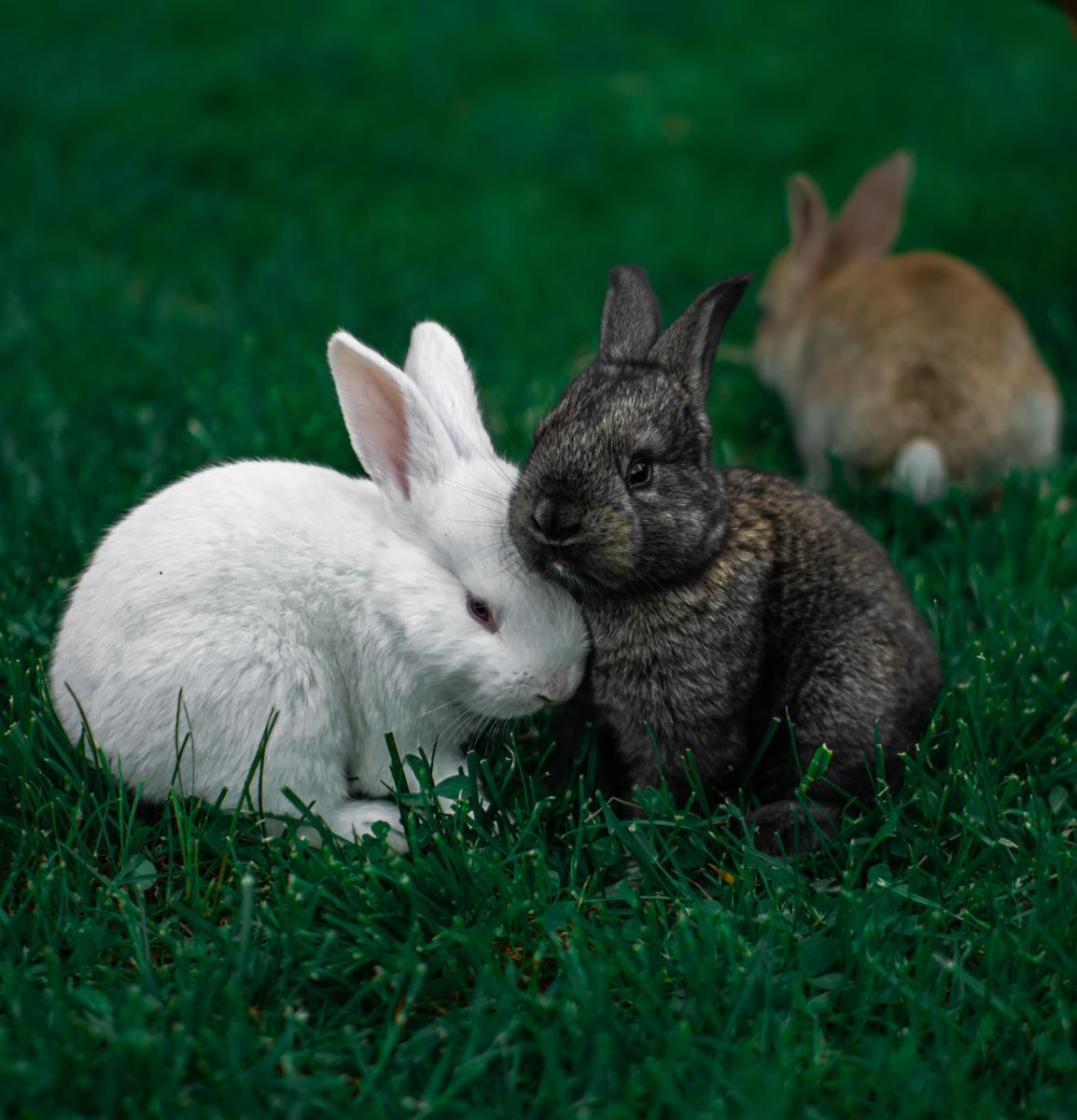 根据一些迷信说法，兔子可能是即将生育的预兆。