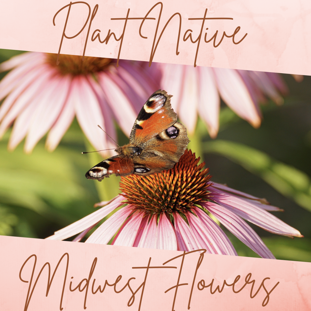 Plant native midwest flowers, like echinacea, to revive the environment and restore native ecosystems.