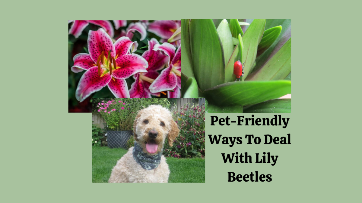 You can thwart lily beetles without using insecticides that might harm your pets.
