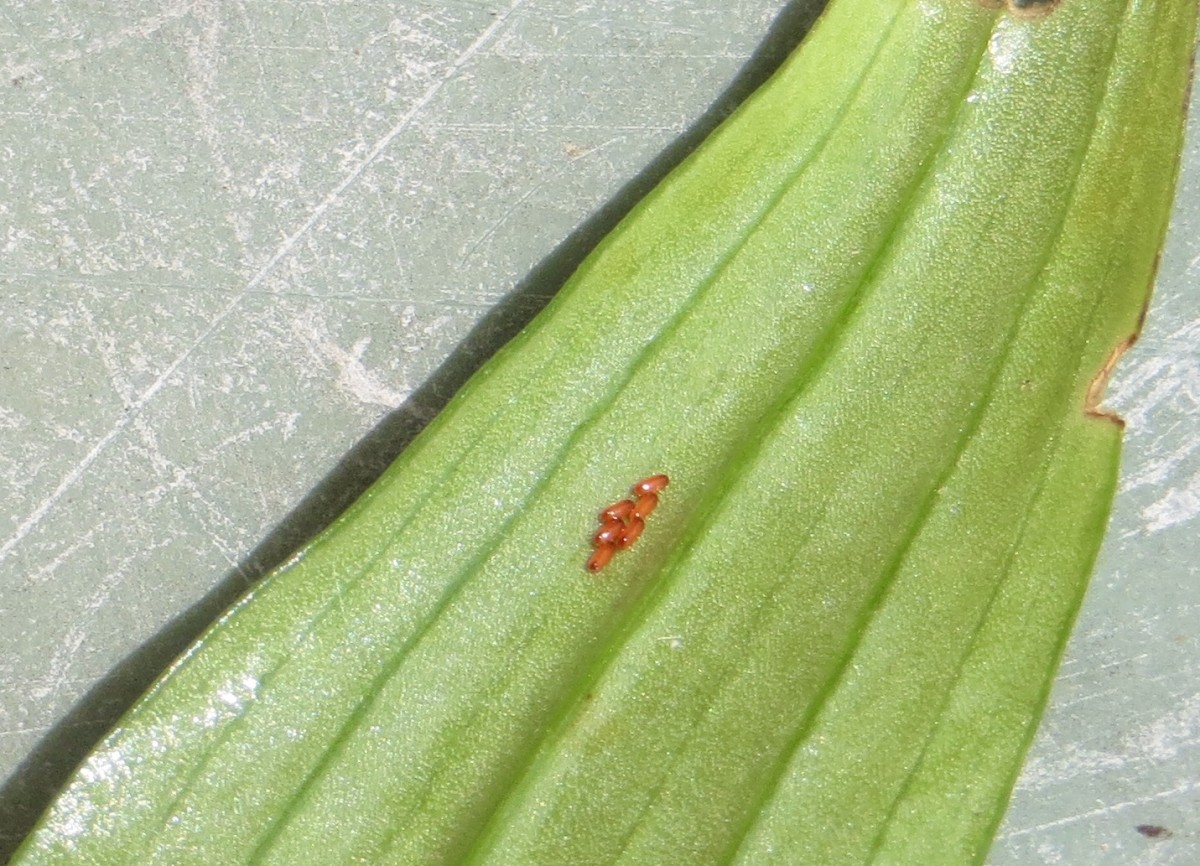Lily Beetle Eggs