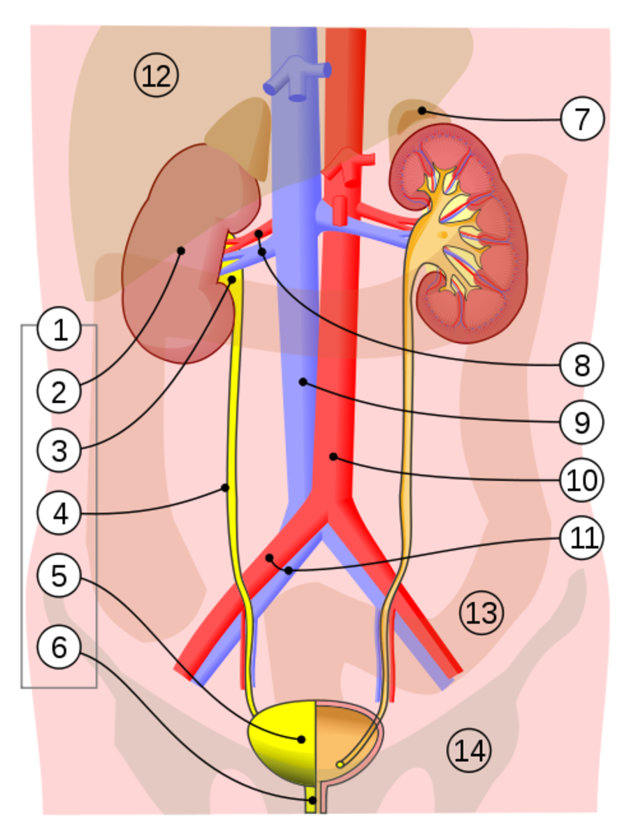 1. Human urinary system: 2. Kidney,  3. Renal pelvis, 4. Ureter, 5. Urinary bladder, 6. Urethra. (Left side with frontal section) 7. Adrenal gland Vessels: 8. Renal artery and vein, 9. Inferior vena cava, 10. Abdominal aorta, 11. Common iliac artery 