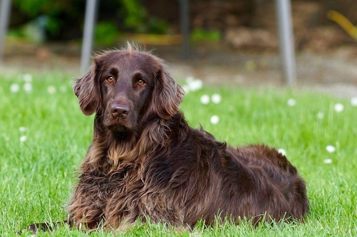 German Longhaired Pointer Dog