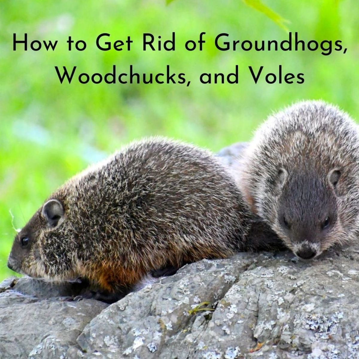 Groundhogs and woodchucks may look cuddly and cute...until one moves into your yard and starts eating all of your prized garden plants. 