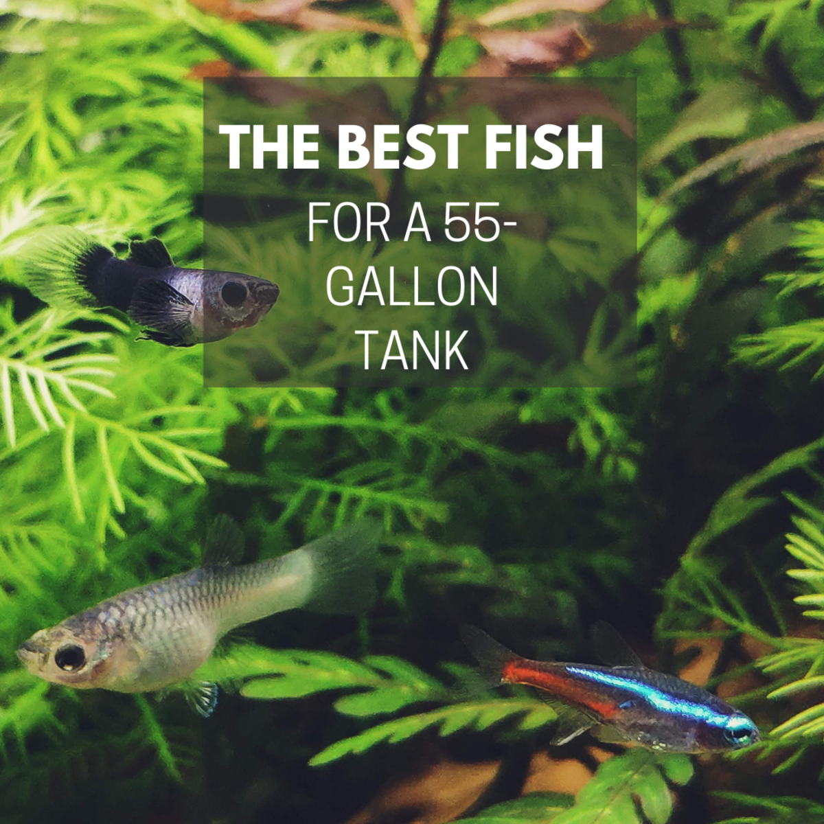 Learn which fish are best for your 55-gallon tank and how to make smart choices when stocking your freshwater aquarium.
