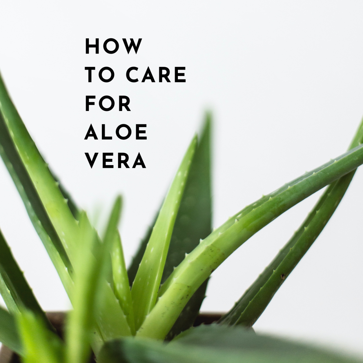 Aloe vera is a low-maintenance plant with beneficial properties.
