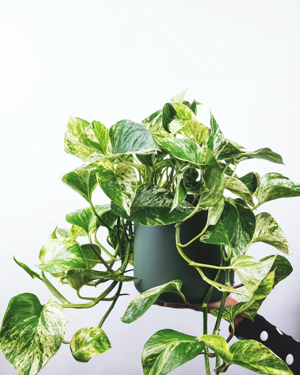 10-best-air-purifying-plants-in-feng-shui