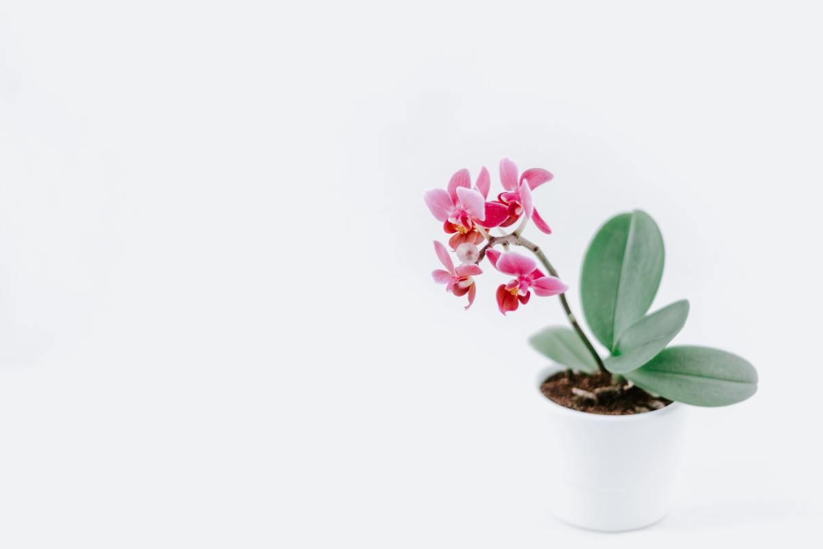 10-best-air-purifying-plants-in-feng-shui
