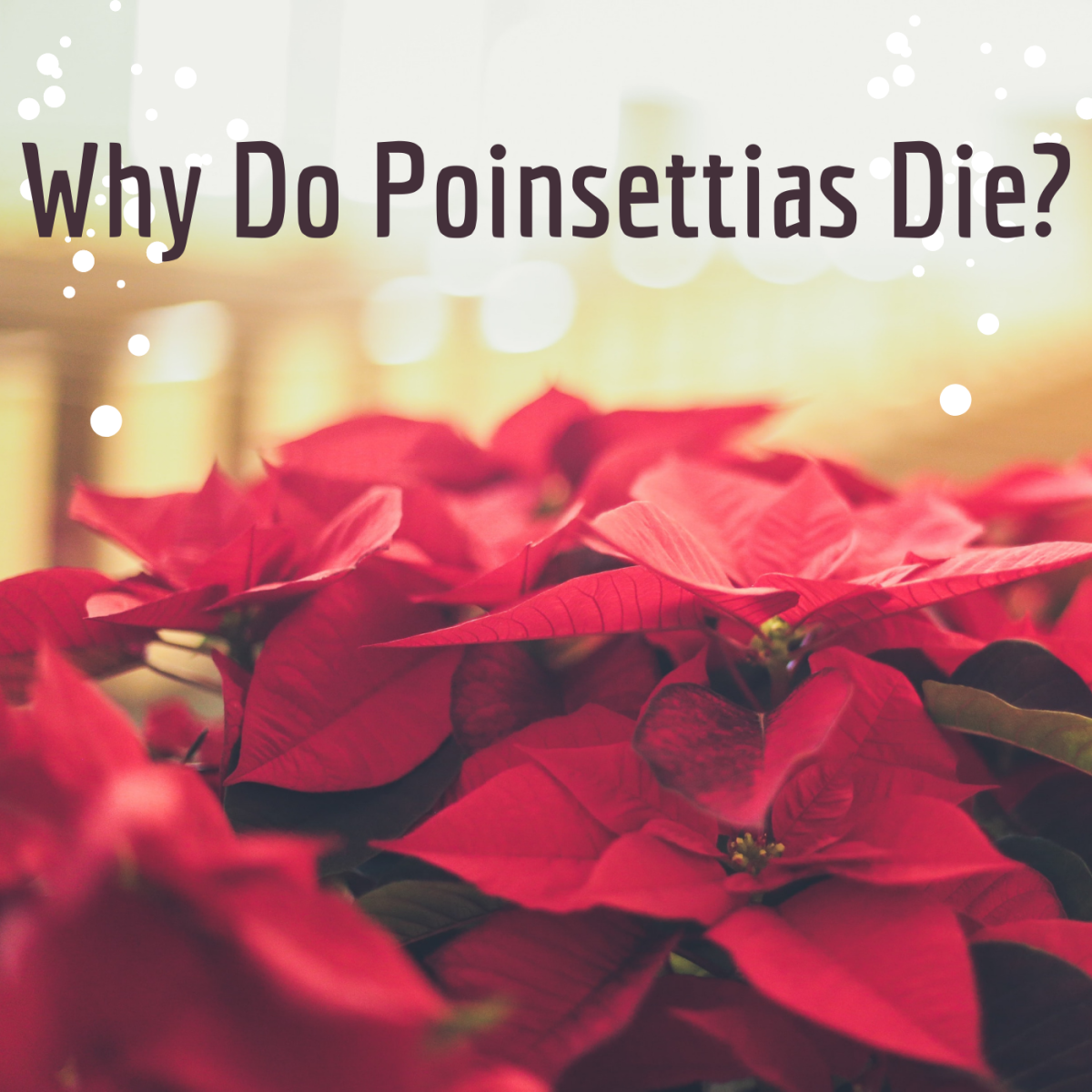 Why do poinsettias die?