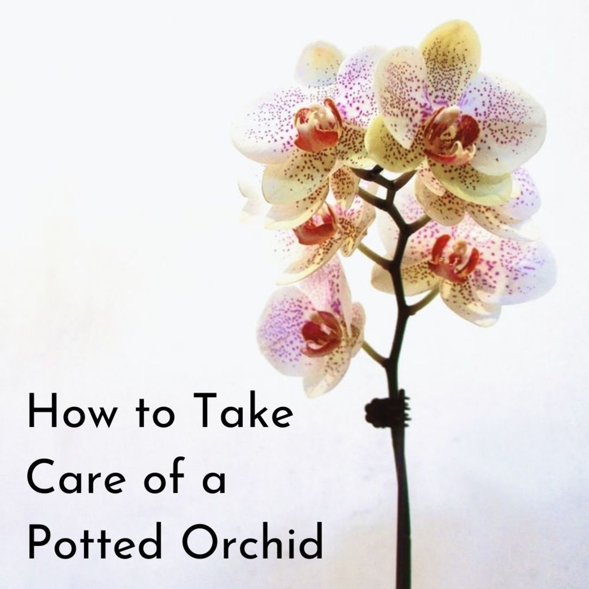 Potted orchid care