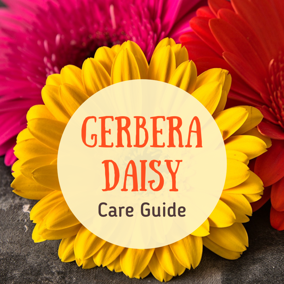 Gerbera daisies come in bright and pastel colored blooms.