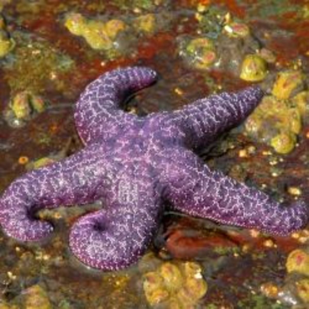 Starfish in a purple hue is not quite the same as a purple star award, but goes with the sea creature theme of the Squids.