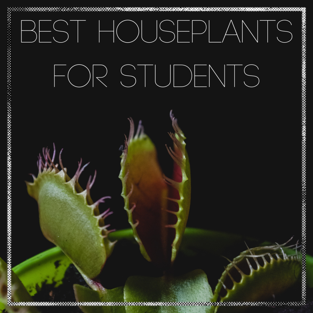 College Life Best Houseplants for Students Dengarden