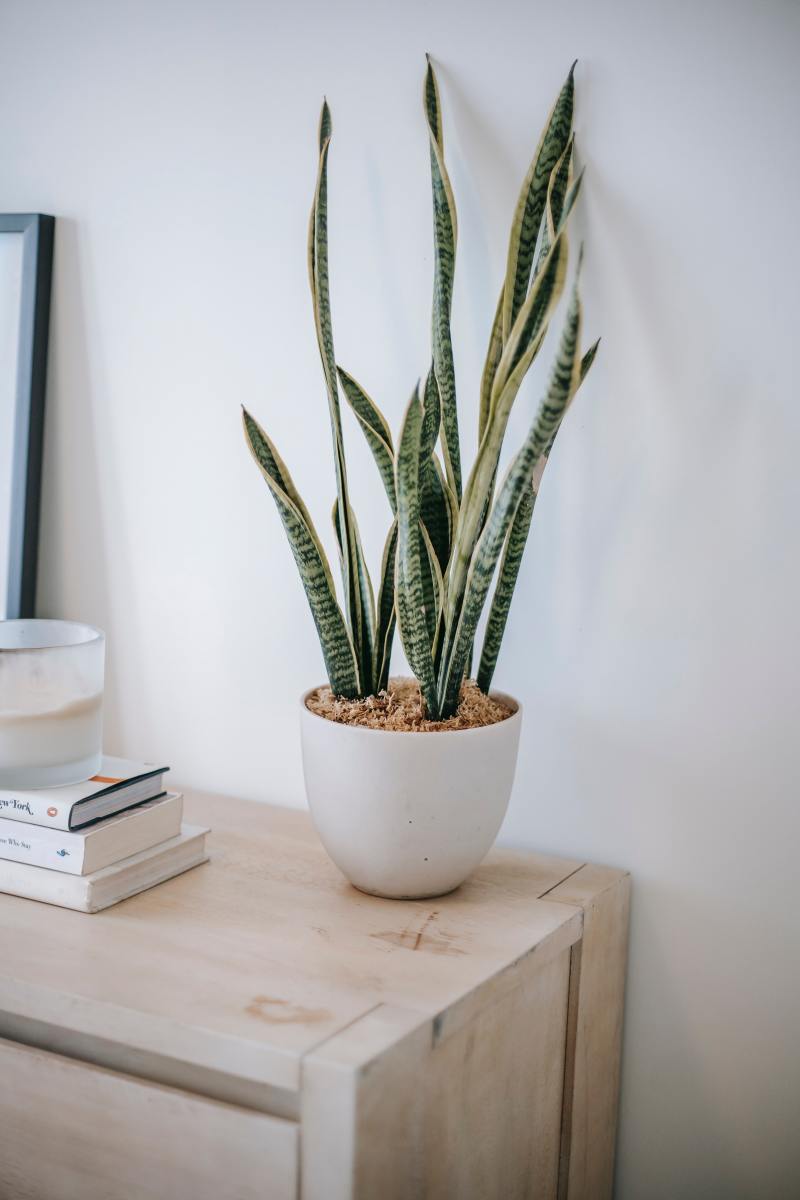 Snake plants are easy to care for and are a great air purifier.