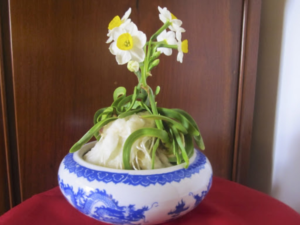 Narcissus carving is an art developed in China for more than 1000 years and this type of water narcissus is a popular plant for display during Chinese New Year