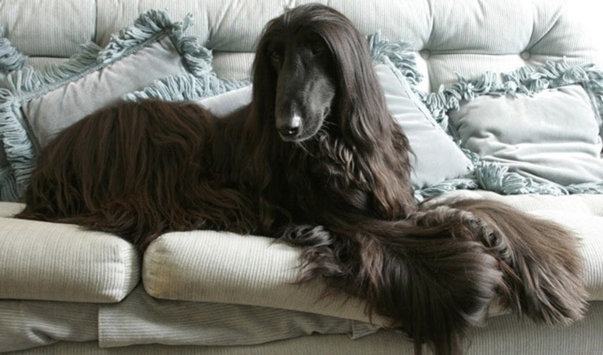 The aristocratic Afghan Hound is a cool elegance. He lives to run, but once he’s had his daily exercise in a safely fenced area.