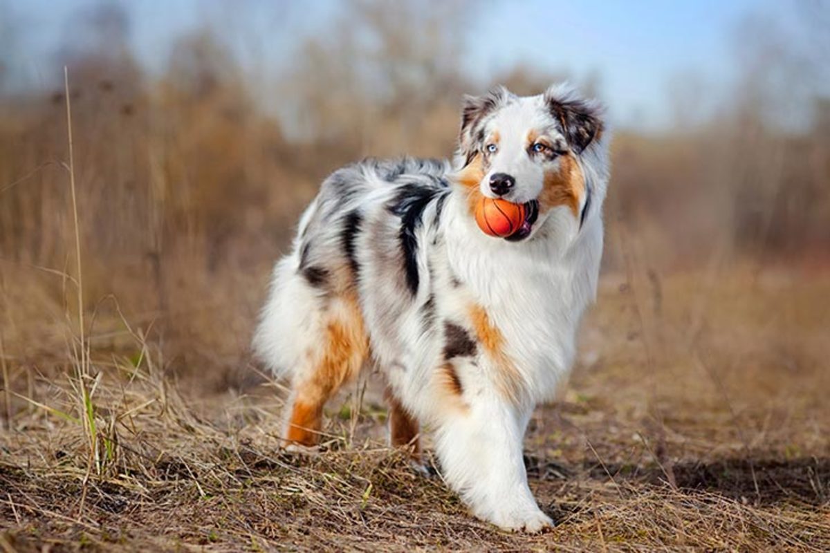 16 of the Smartest Dog Breeds