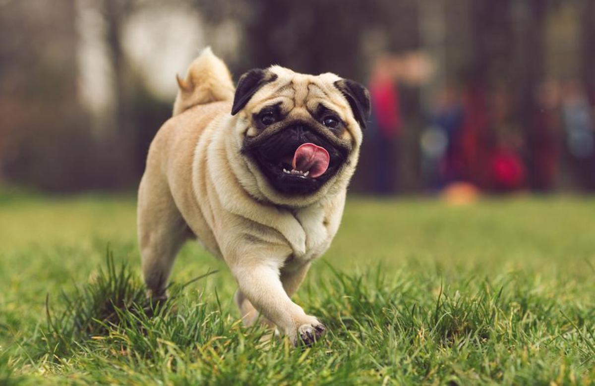 The “Pug-fect Fit” – Finding the perfect Pug for your family, home, and lifestyle.