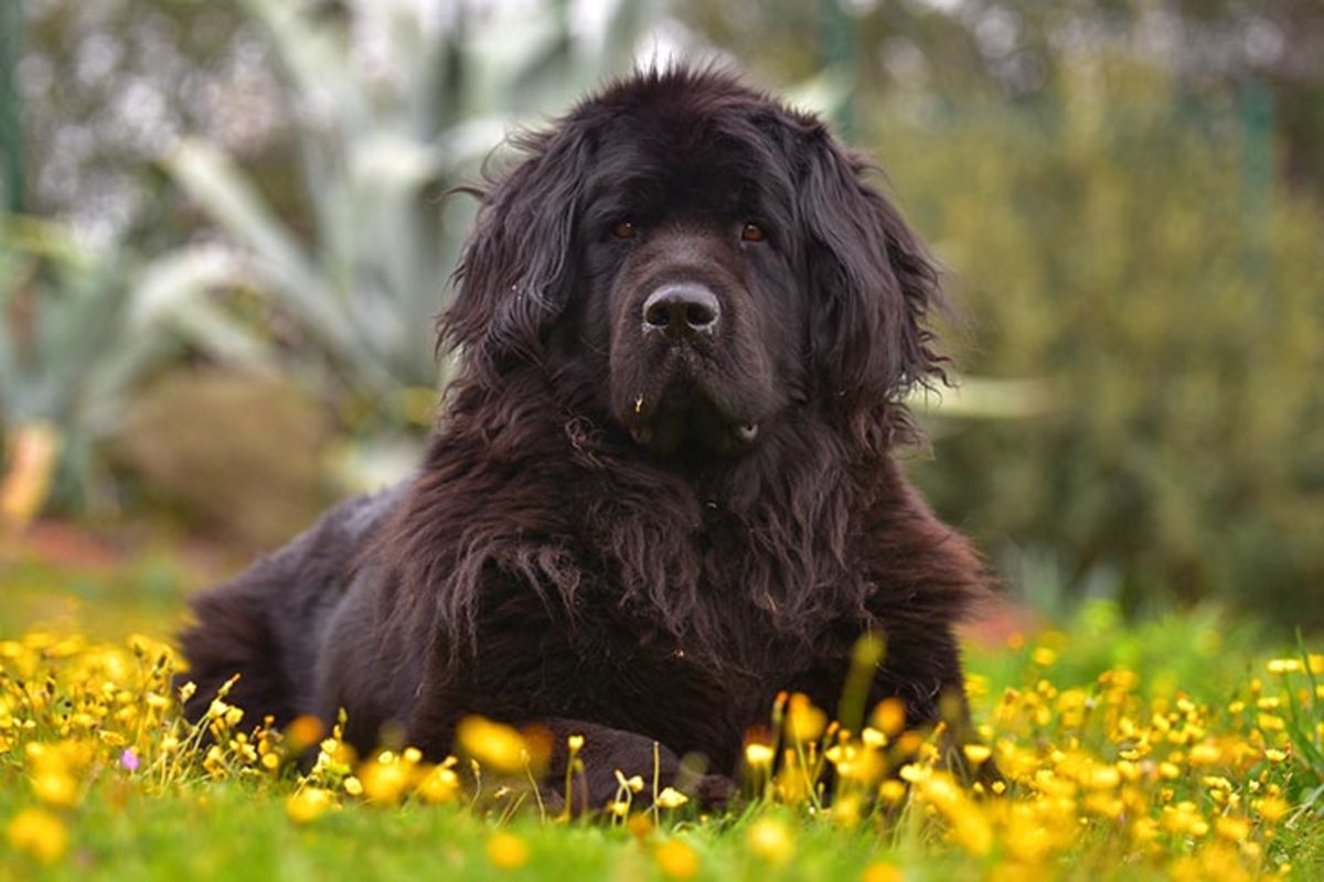 The massive Newfoundland is a strikingly large, powerful working dog of heavy bone and dignified bearing.