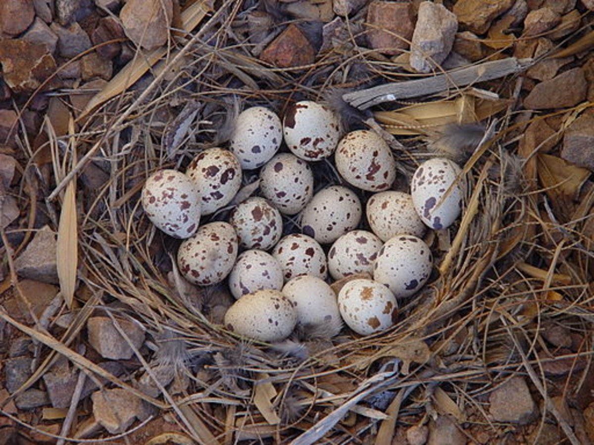 Gambel's quail nest