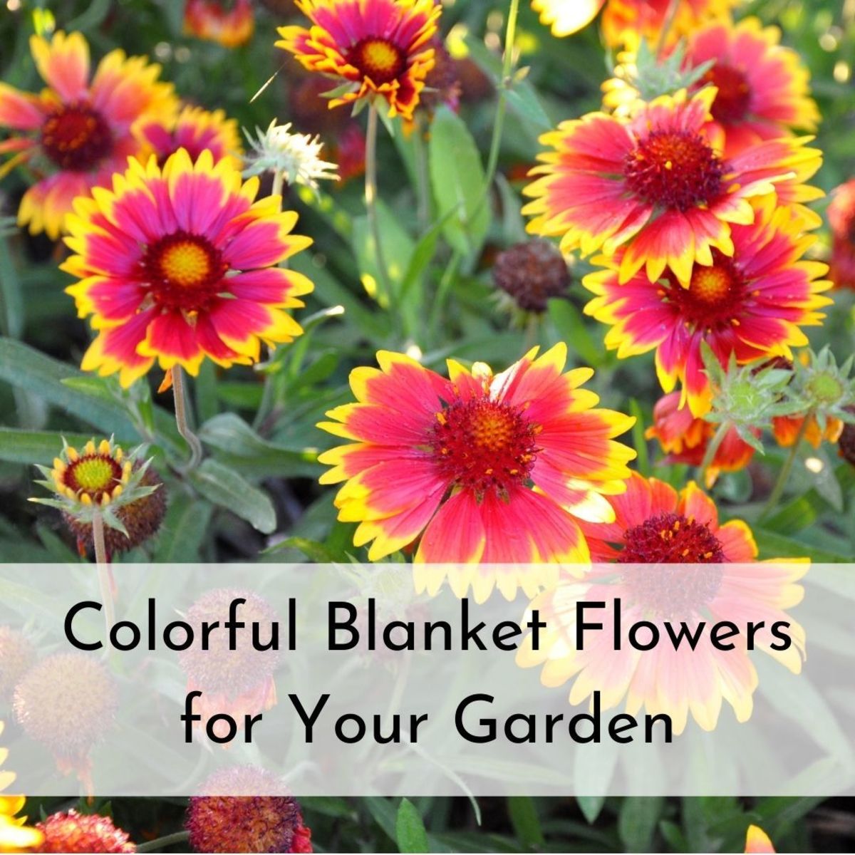 Colorful Blanket Flowers Loved by Butterflies, Birds, and Bees