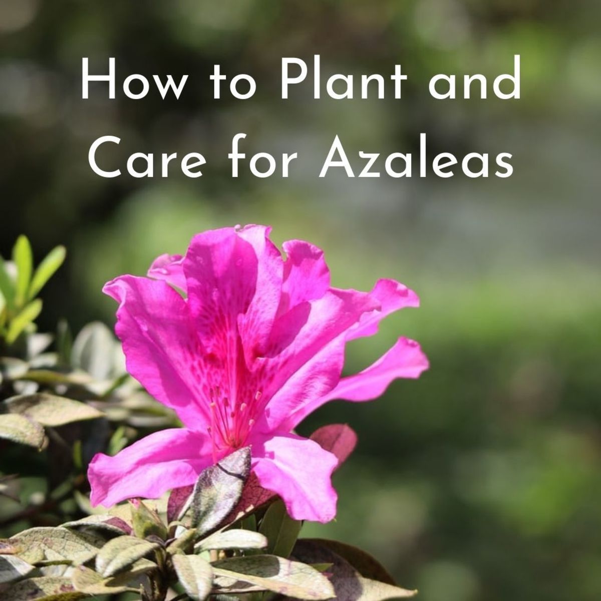 How To Plant And Care For Azaleas - Dengarden