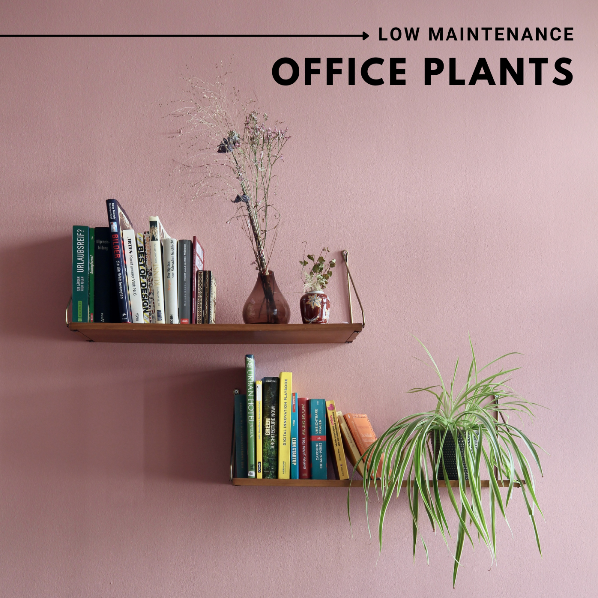 Low Maintenance Office Plants, Best Plants For Shelves