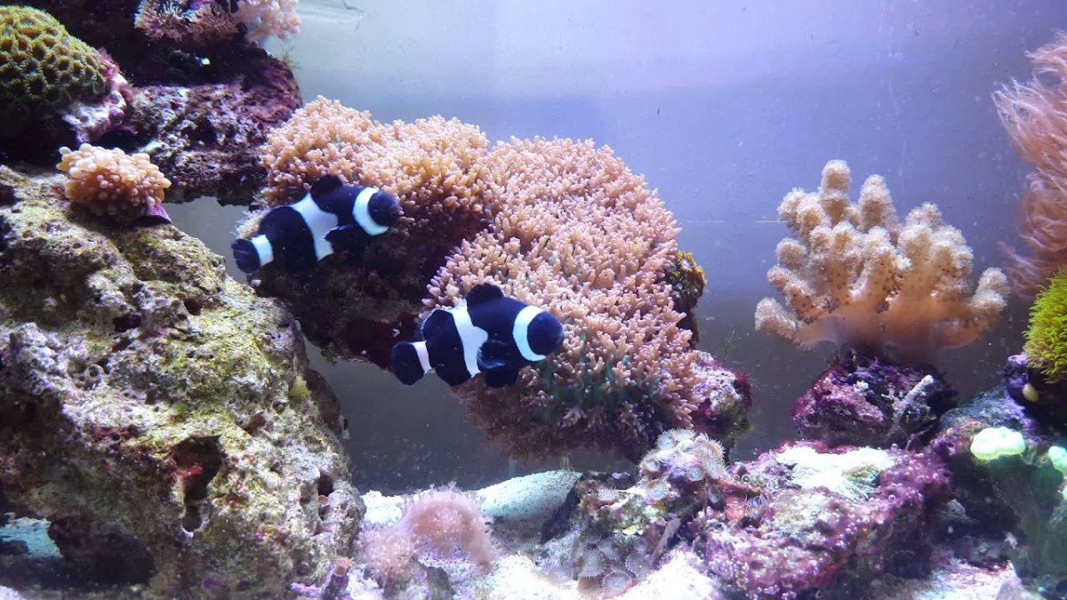home-aquarium-how-to-care-for-black-and-white-ocellaris-clownfish