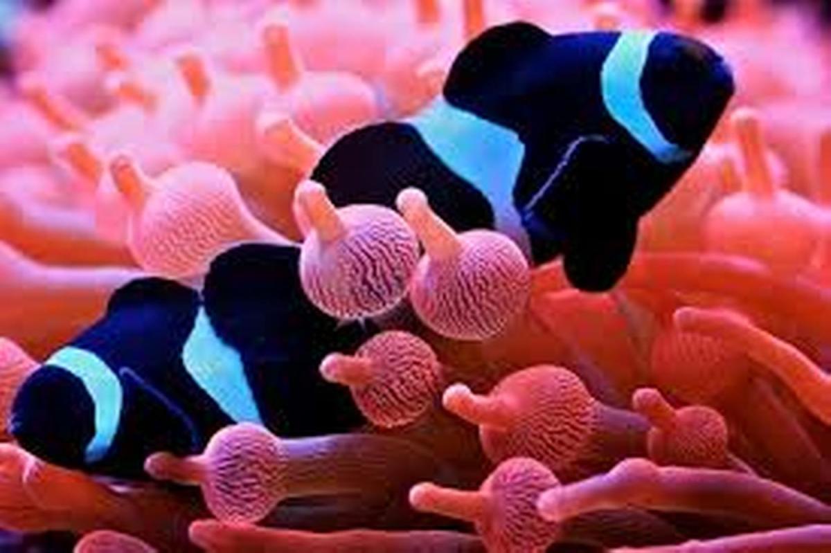 home-aquarium-how-to-care-for-black-and-white-ocellaris-clownfish