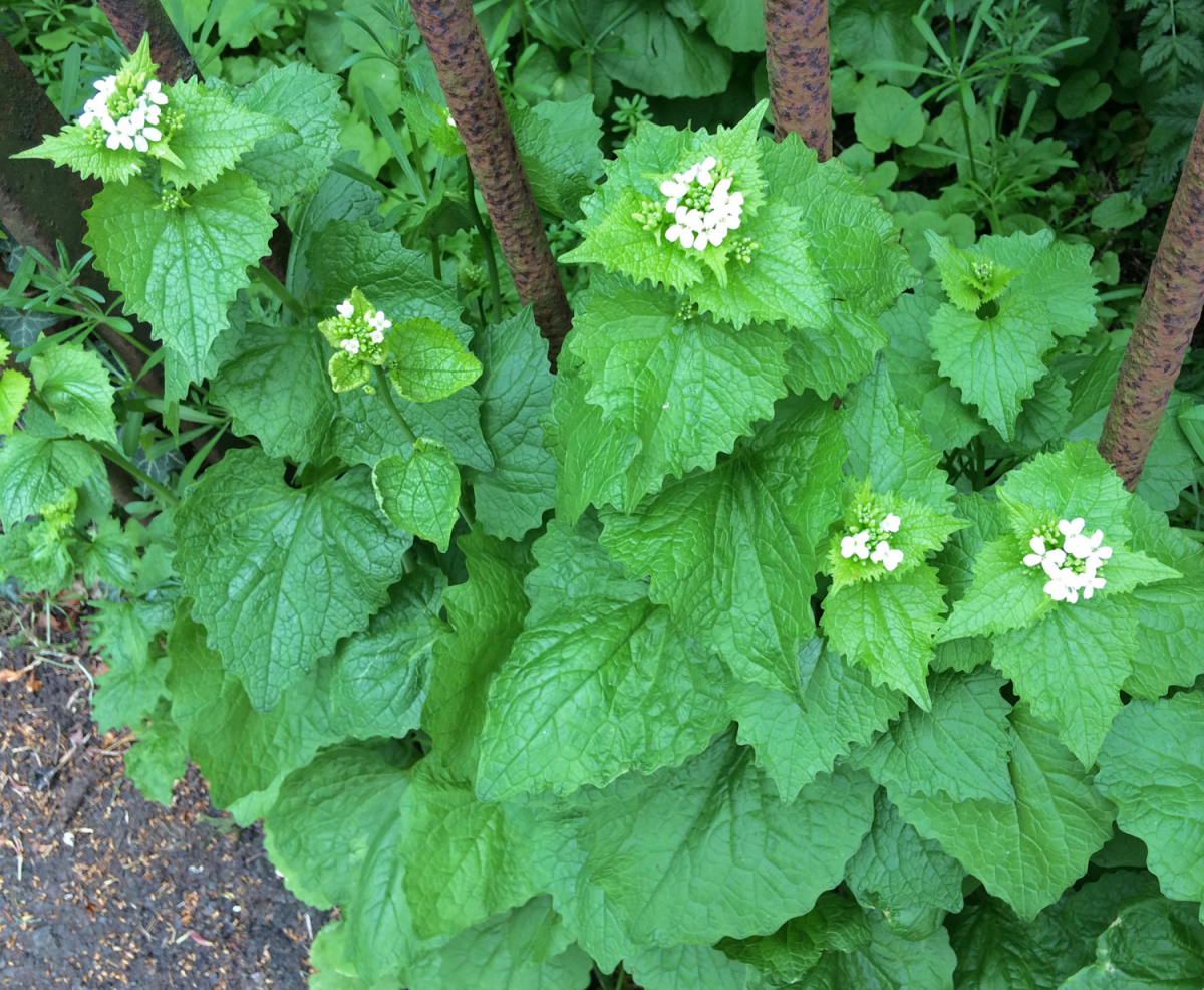 Garlic Mustard is also known as Jack by the Hedge. 