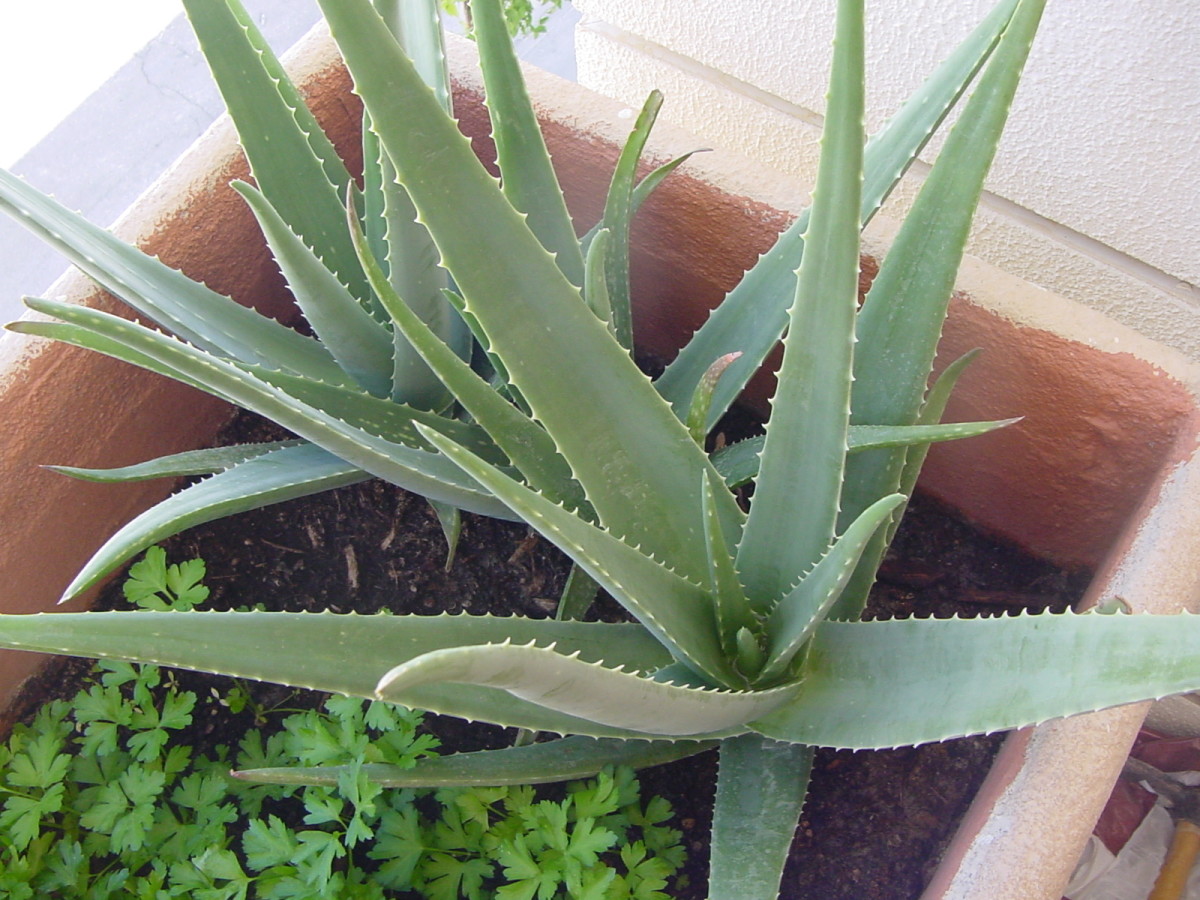 Aloe vera is an easy to grow and useful plant to have around the home. 