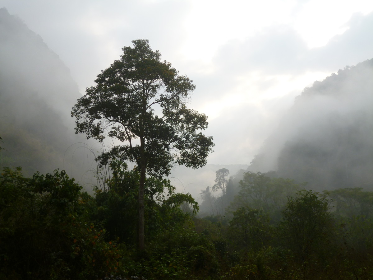 Jungle Treks and More in Luang Namtha, Laos