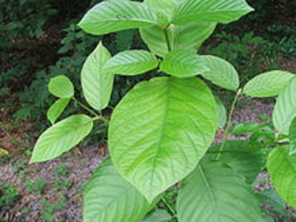 All You Need To Know About Super White Kratom