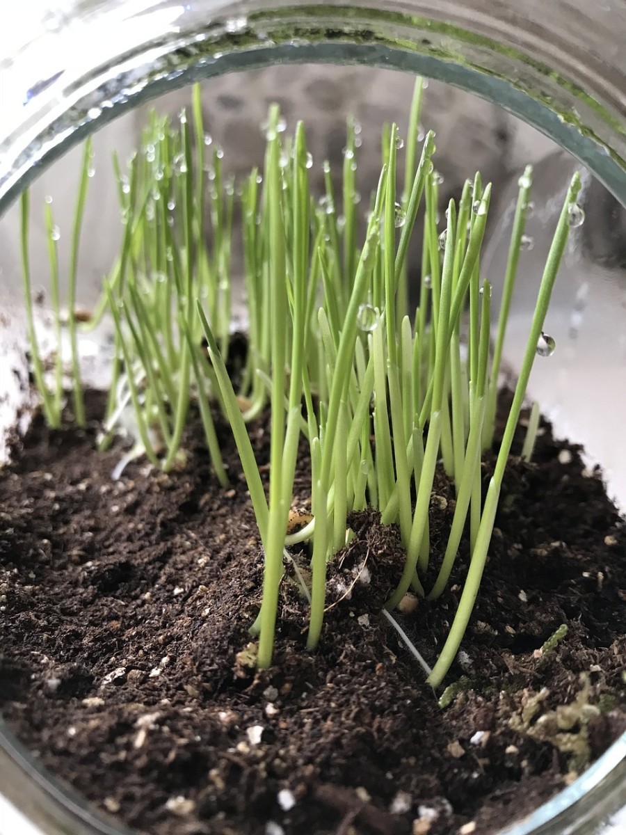 Here is some freshly watered wheatgrass growing in a jar.