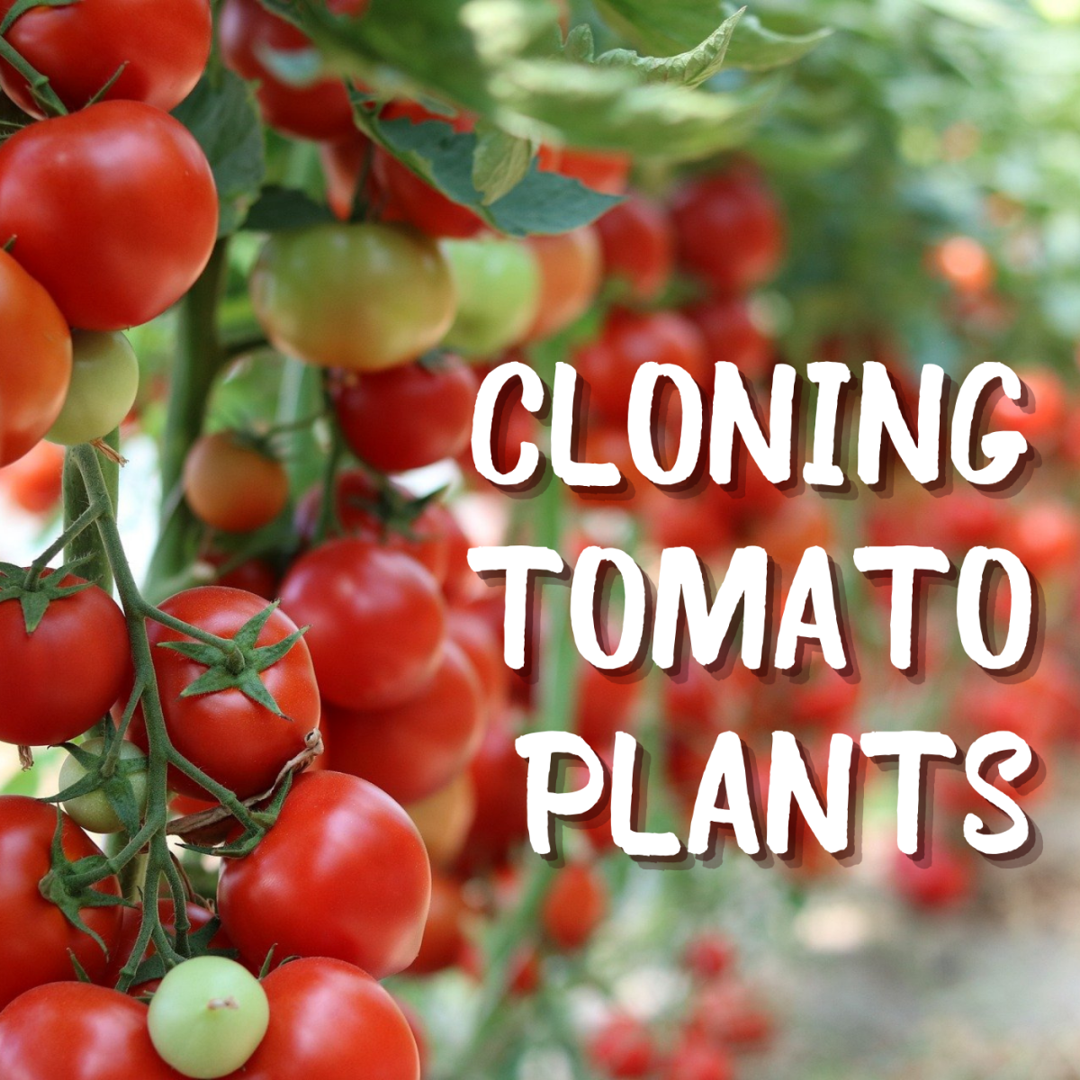 You can clone your tomato plants by growing cuttings in water. Learn how to do it.