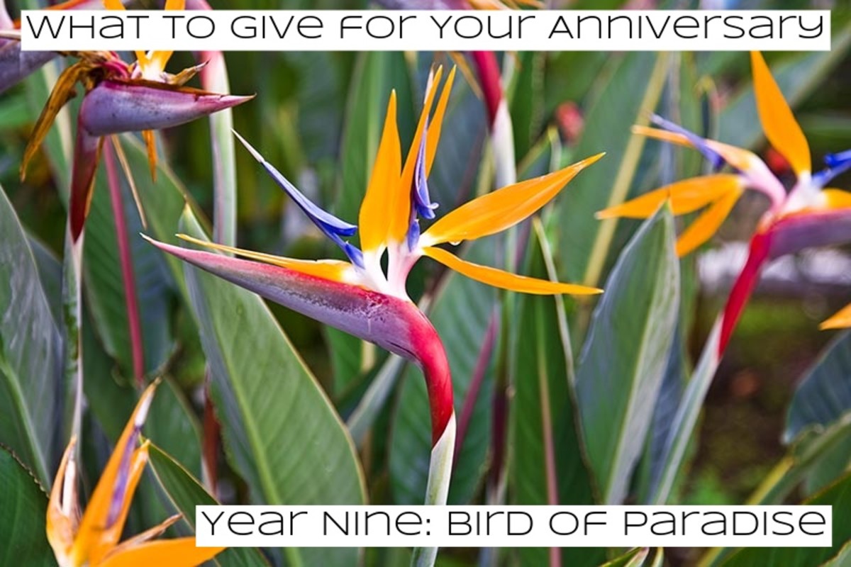 A bird of paradise represents liberation. This funky flower is inspiring. It doesn't mind looking different. 